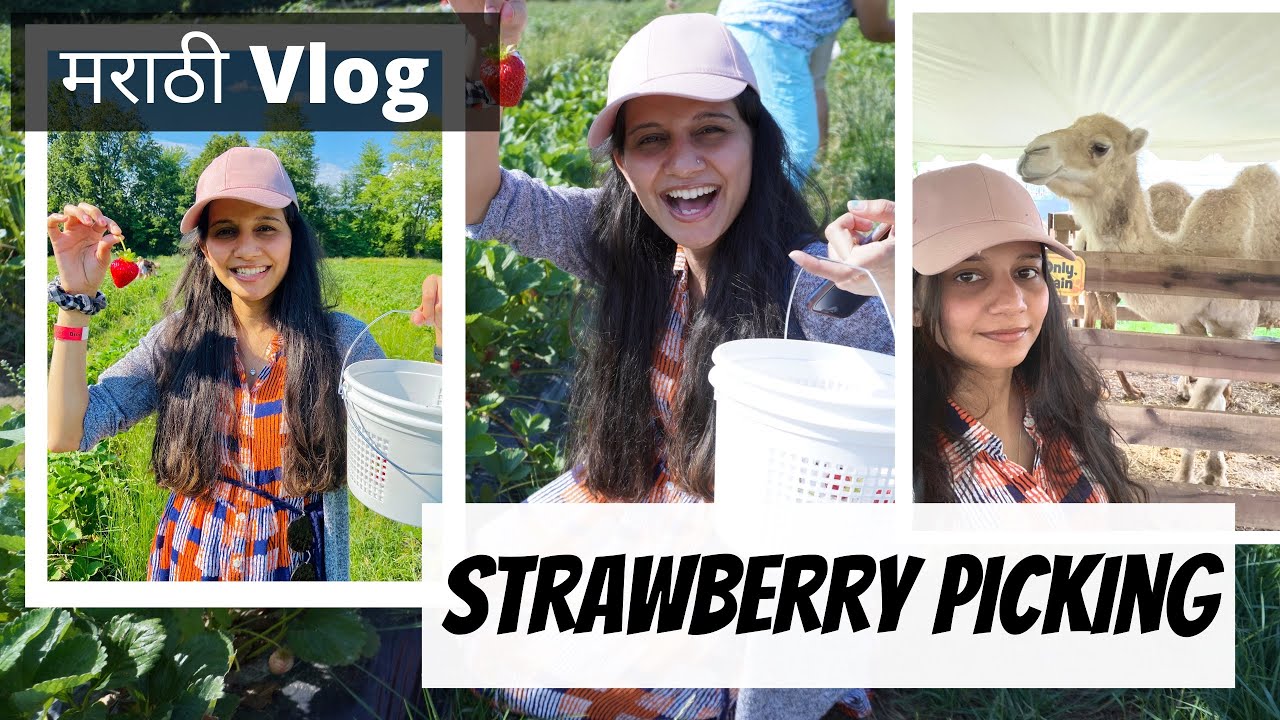 Strawberry ची शेती Strawberry Picking Marathi Vlog Marathi Couple