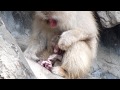 Japanese macaque baby named "Radian" in rain : ニホンザルの赤ちゃん「おかあさんと一緒に雨宿り」@上野動物園 - DSCN4227