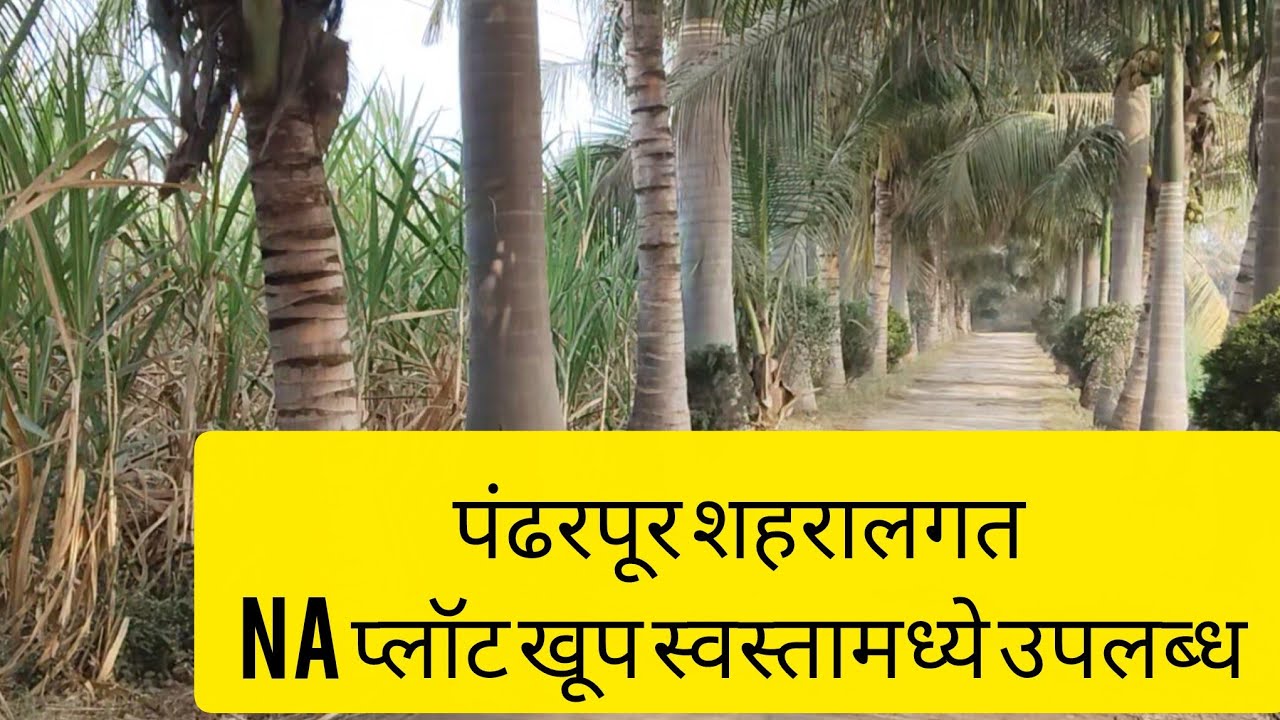 पंढरपूर शहराजवळ कलेक्टर NAप्लॉट खूप स्वस्त मध्ये उपलब्ध आहे