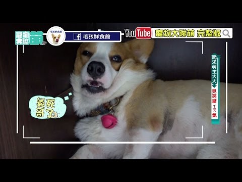 【寵物大聯萌#精彩片段】大大見笑當「ㄒㄧㄡ」氣啦～ 2016.10.30