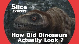 From Dinosaur to Bird: Tracing the Remarkable Evolutionary Connection | SLICE EXPERTS