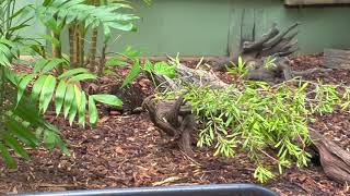 Echidna In The Rain Australia Zoo