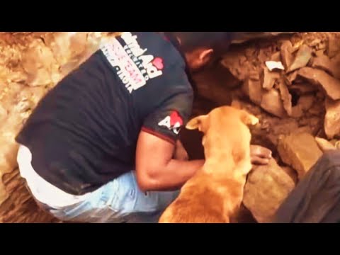 Videó: Pet Scoop: A 30 lábas lyukból mentett kutya csak az időben, a rock megmenti a kölyköket az útról