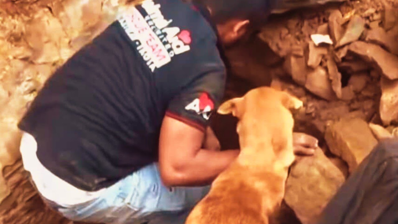 Panicked Mother Dog And Rescue Worker Save Puppies After House Collapse