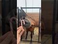 Can Horses Eat Candy Canes? #goodvibes #vet #medicine #funfacts #educational #lifehacks #survival