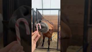 Can Horses Eat Candy Canes? #goodvibes #vet #medicine #funfacts #educational #lifehacks #survival Profile