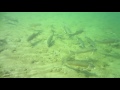 I See Fish People - Trout River in Enosburgh Falls