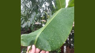 Download Lagu Ketika Kamu Menangis MP3