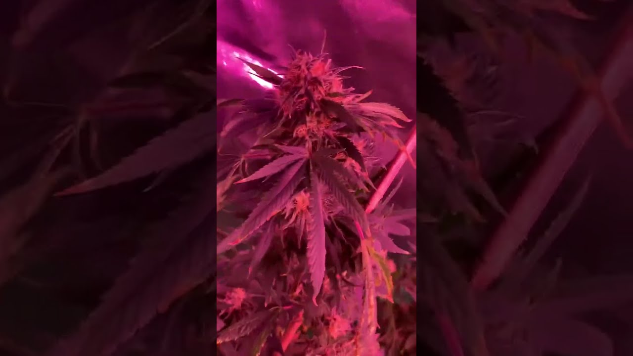 Week 7 Flower 4X4 grow  Tent