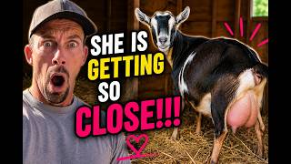 t’s Almost Time for Baby Goats!! 🍼🐐