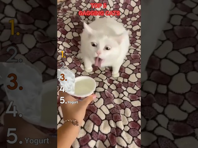 Top 5 Cats Gagging at Food & Objects 😹 Disgusted