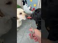 Dog: You are such a good man, i really appreciated it. Cute pet debate plan funny dog eating fun