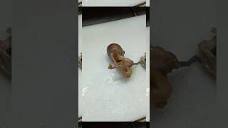 Fetus specimen 🧐👀| #histopathology #satisfying #tissuefixation #museum #museumspecimen #pathology