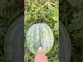 Harvesting Water Melon From The Land | Water Melon Cutting | Ripe Melon #
