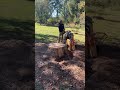 Satisfying stump removal using the bandit sg-40 #arborist #treework #woodworking #stumpgrinding