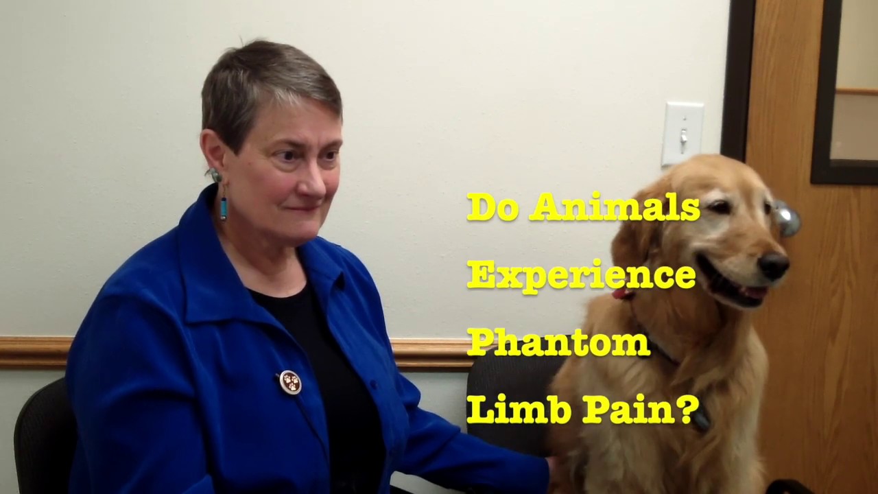 The Truth About Phantom Limb Pain in Pets