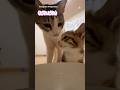 水の飲み方を教わる子猫