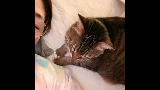 #잠들기전 #행복한시간 ...#Gyeppy #cat  #koreanshothair #cute #catlife #かわいい #개냥이  #코숏 #계피냥 #ilovegyeppy