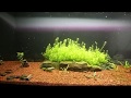 Crystal Red Shrimps Aquarium Review - CRS Tank