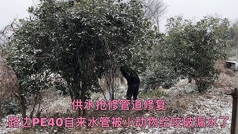 农村路边PE40自来水管漏水了，没想到罪魁祸首竟然是“它”