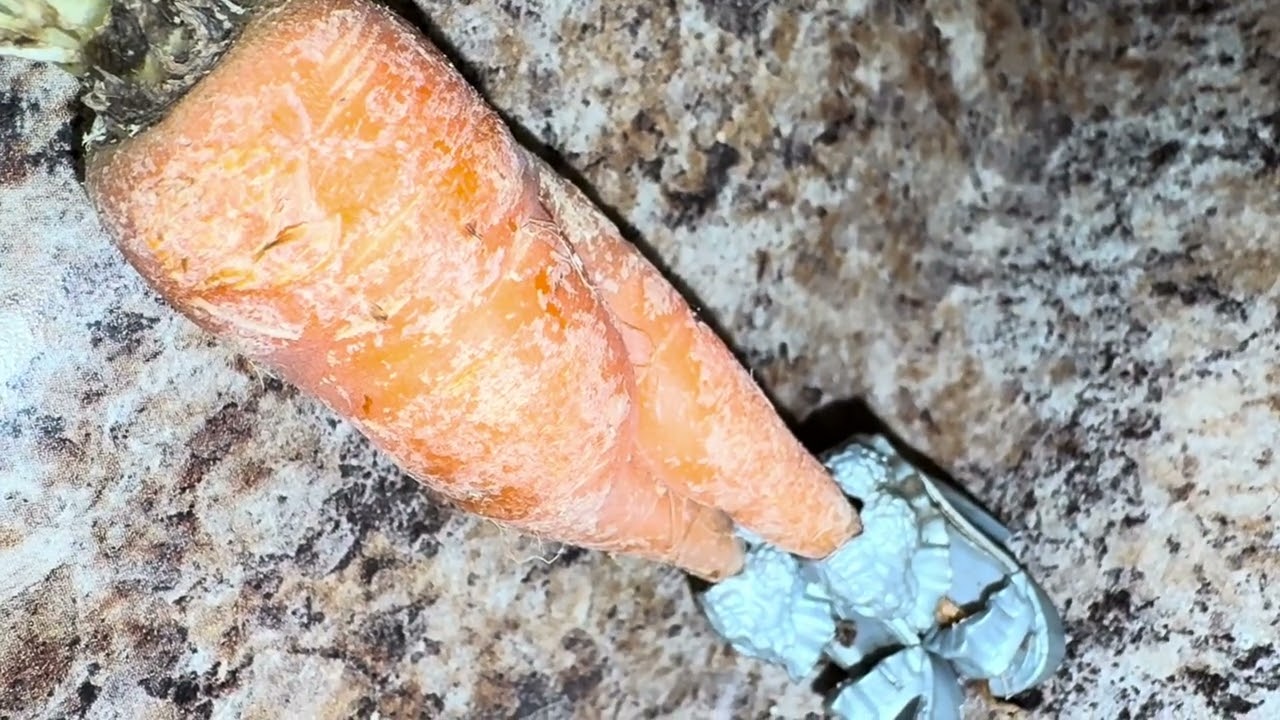 Look at this beautiful carrot.