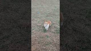 Home Alone By Comet- Was It Gigis Hidden Chocolate, The Candy Cane Ss, Or The Enderly Coffee?