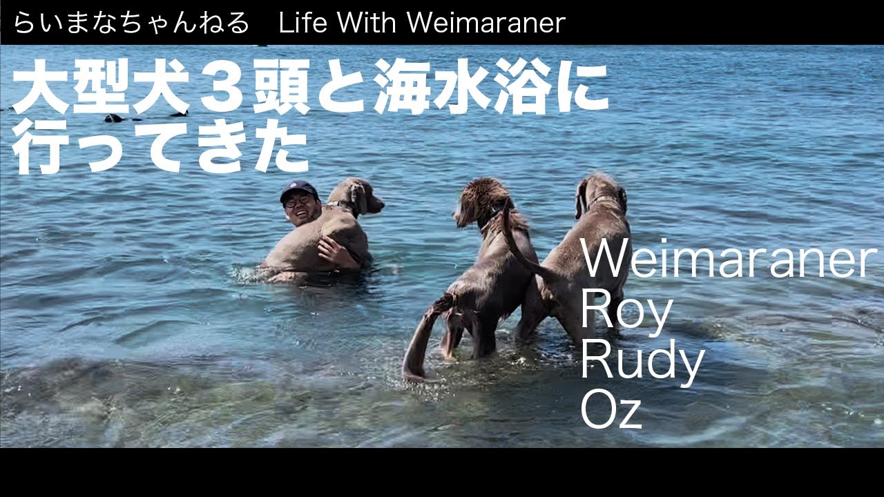 大型犬ワイマラナー３頭と海水浴に行ってきた Youtube