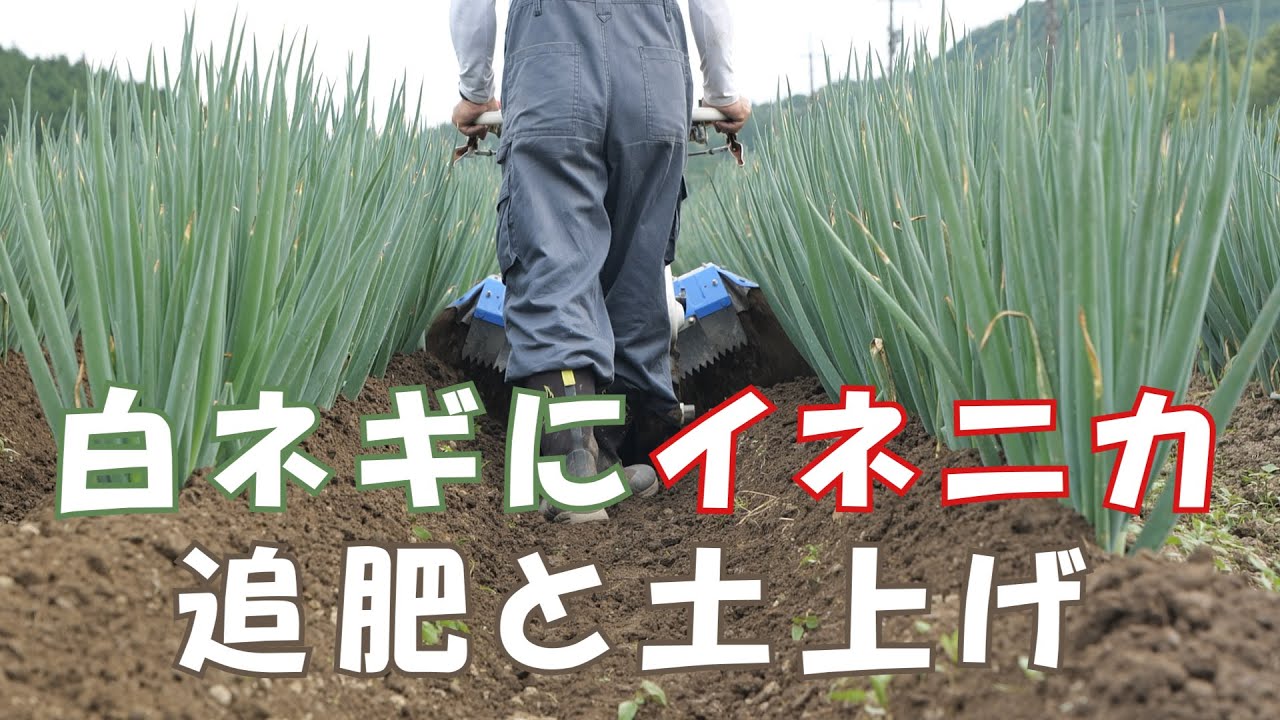 白ネギ栽培冬ネギ土戻し作業と夏ネギイネニカ追肥と土上げ20/6/21