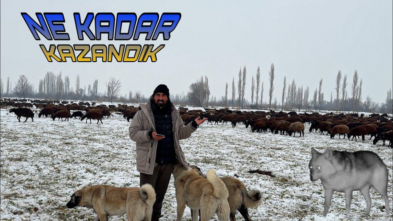 GECE GEZEN KURTLAR | KOYUNCULUKTA PARA VAR MI 