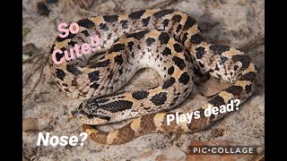 The Eastern Hognose Snake