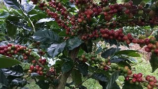 Cómo se cosecha el café  En Costa Rica