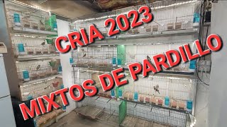 cria 2023