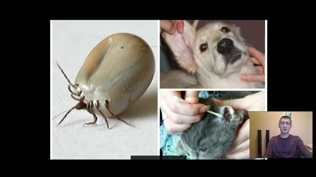 Лечение ушного клеща кролей. Ушные пробки - YouTube