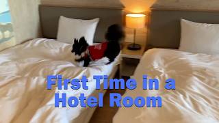 Dog s First Time in a Hotel Room Pet-Friendly Hotel