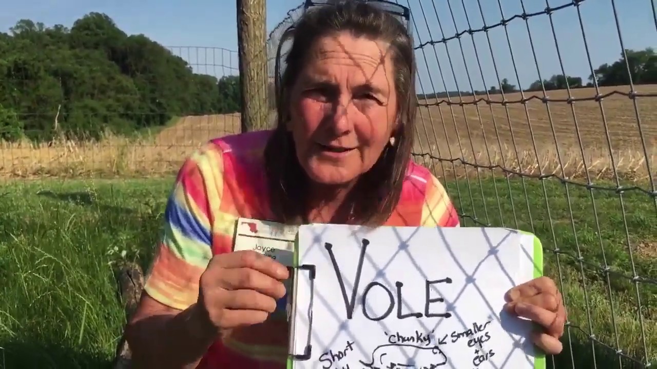 Voles and rodents: not a wonder‘vole’ addition to your garden