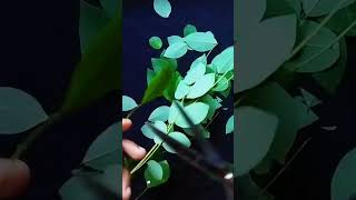 I cut every single leaf off this branch wait for the end..