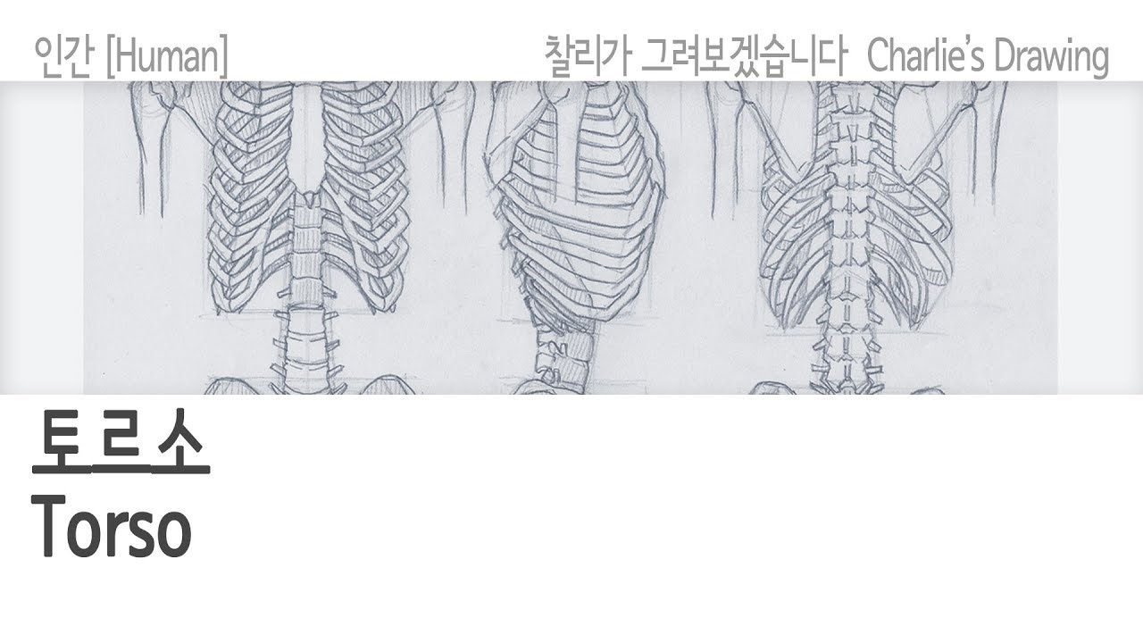 뼈와 근육(Bone & Muscle)29 - 토르소(Torso) - YouTube