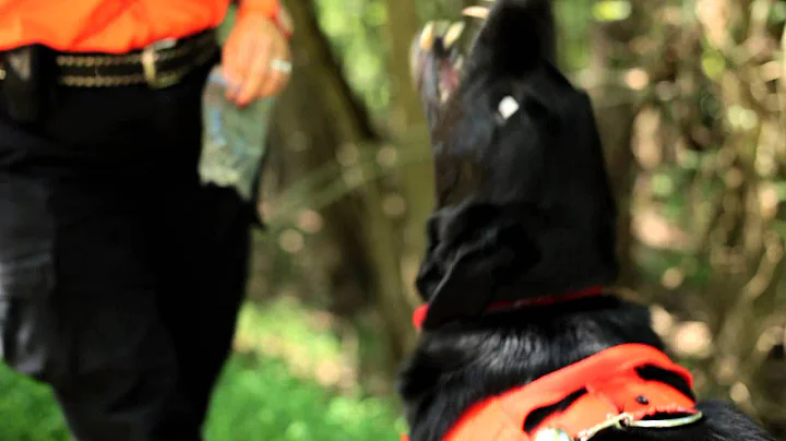 American Humane Association Hero Dog Awards - 2012 Finalists - Soot | Hallmark Channel