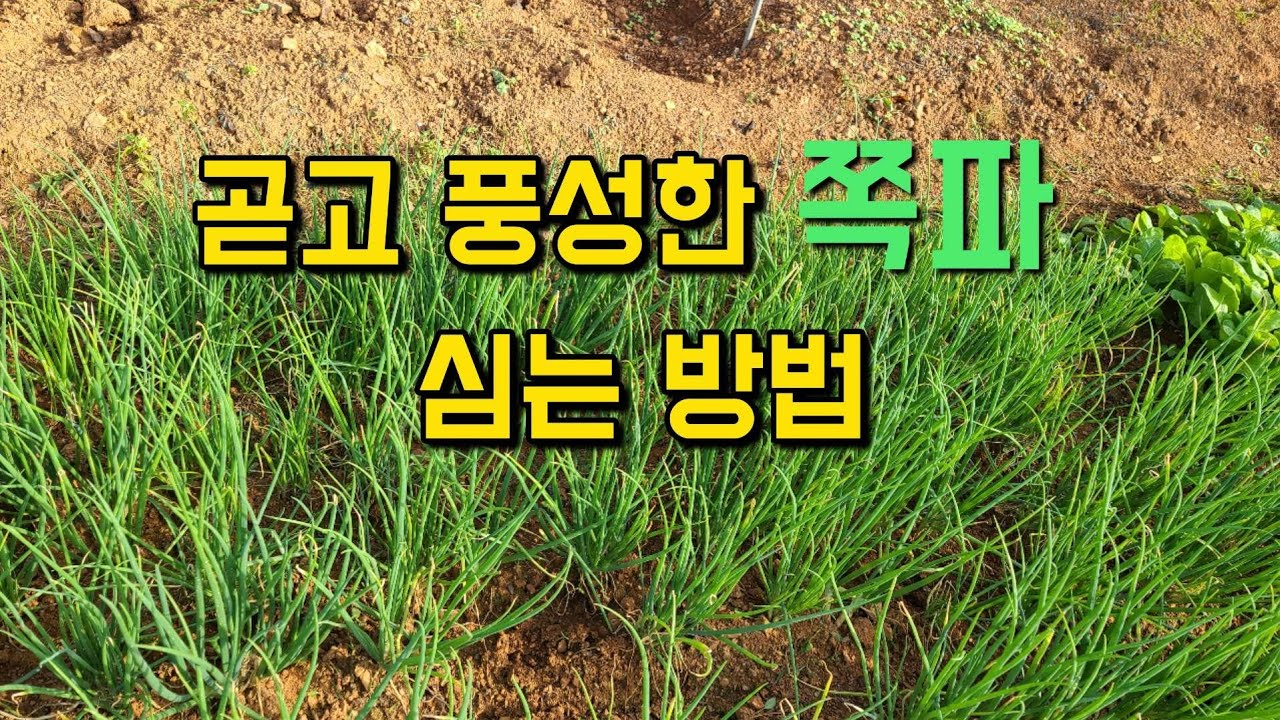 곧고 풍성한 쪽파 심는 방법 - 종구구입 부터 손질 파종 방법 - YouTube