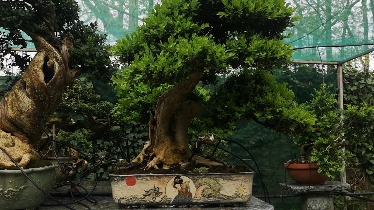 Mon espace bonsaï buis