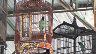 DownloadLOMBA CUCAK IJO ; BOZZ besar terkesima penampilan sambel ijo MP3 MP4 LOMBA CUCAK IJO ; BOZZ besar terkesima penampilan sambel ijo