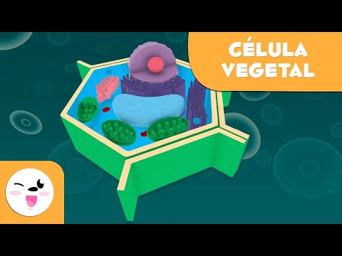 Vídeo: Qual é a cor do núcleo em uma célula vegetal?