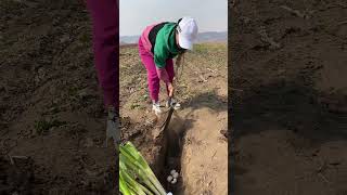 Rural Farmer #8244