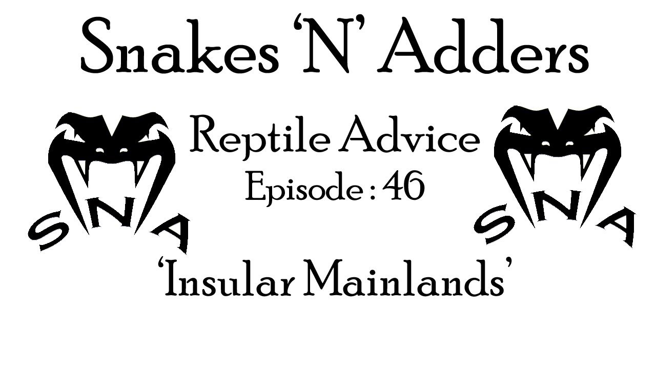 rat snake images Snakes N Adders Reptile Advice : Episode 46 - Insular Mainlands