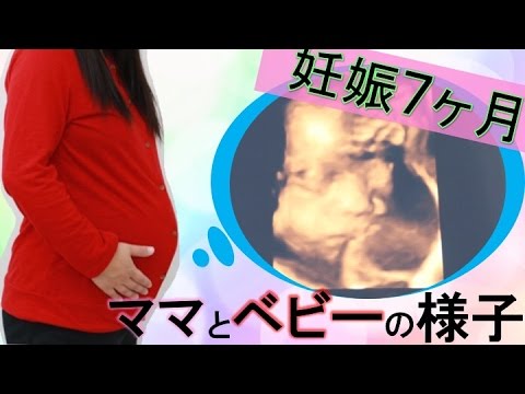 妊娠７ヶ月 ママと赤ちゃんの様子を見てみよう Youtube