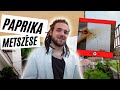 Paprika metszése 🌶️  - rajzzal - magaságyás  -  TANULJ VELÜNK! 1. rész  I  Kreatív Farmer