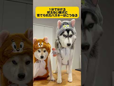 【吠えない柴犬に育てられたハスキー】はこうなる。 #シベリアンハスキー #柴犬 #dog #youtubeshorts #shortvideo #面白い #癒し #short