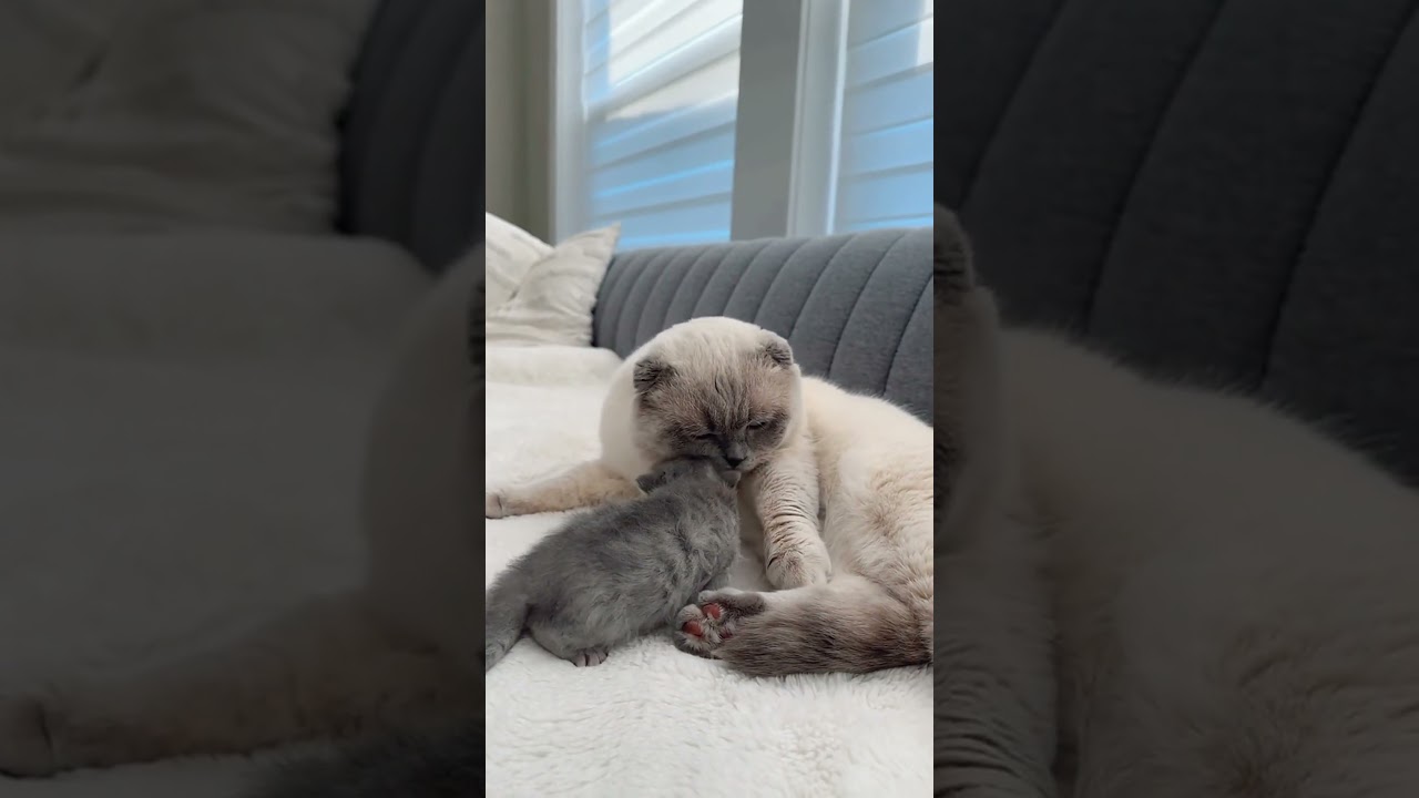 Bonding moment: father & daughter with cute kitten 