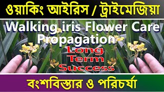 Trimezia : Walking iris Plant Propagation and Care | How I Propagate my Walking iris Plant