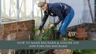 How to make Rhubarb & Ginger Gin and forcing rhubarb screenshot 1